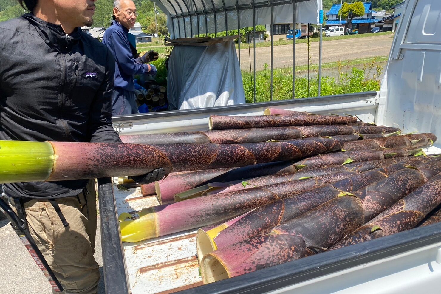 田んぼの様子