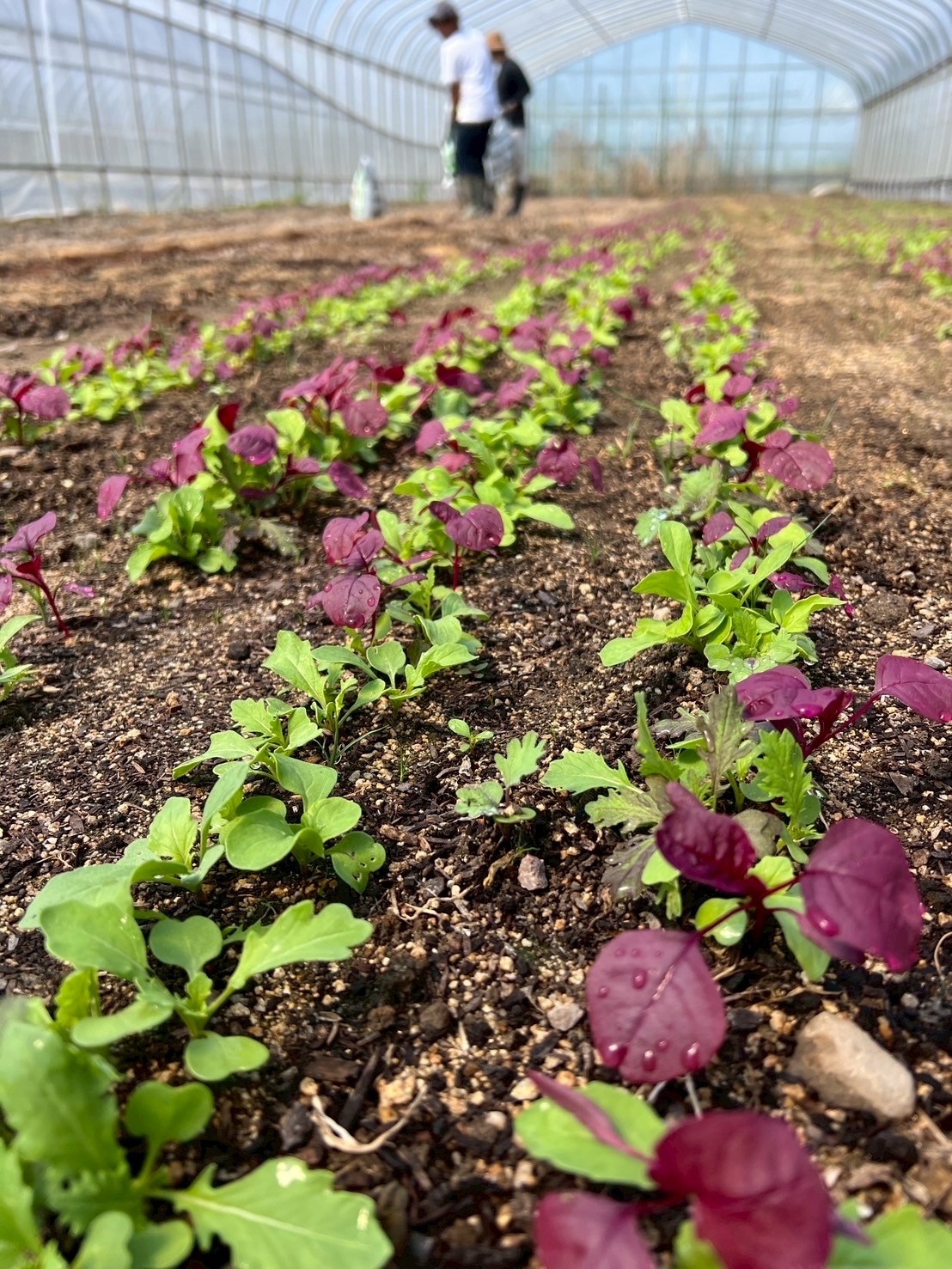 FARM 農作業所